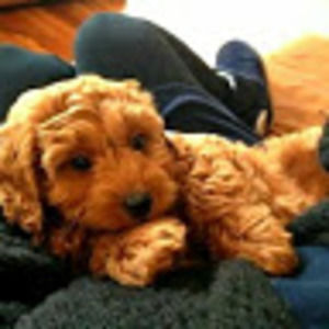 Meet your Posher, Paris